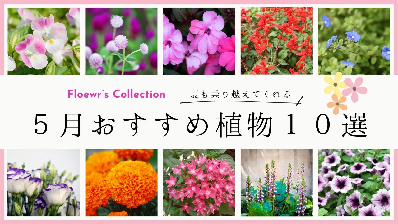 5月おすすめの植物10選】夏にも咲いてくれる花✽[10 Recommended