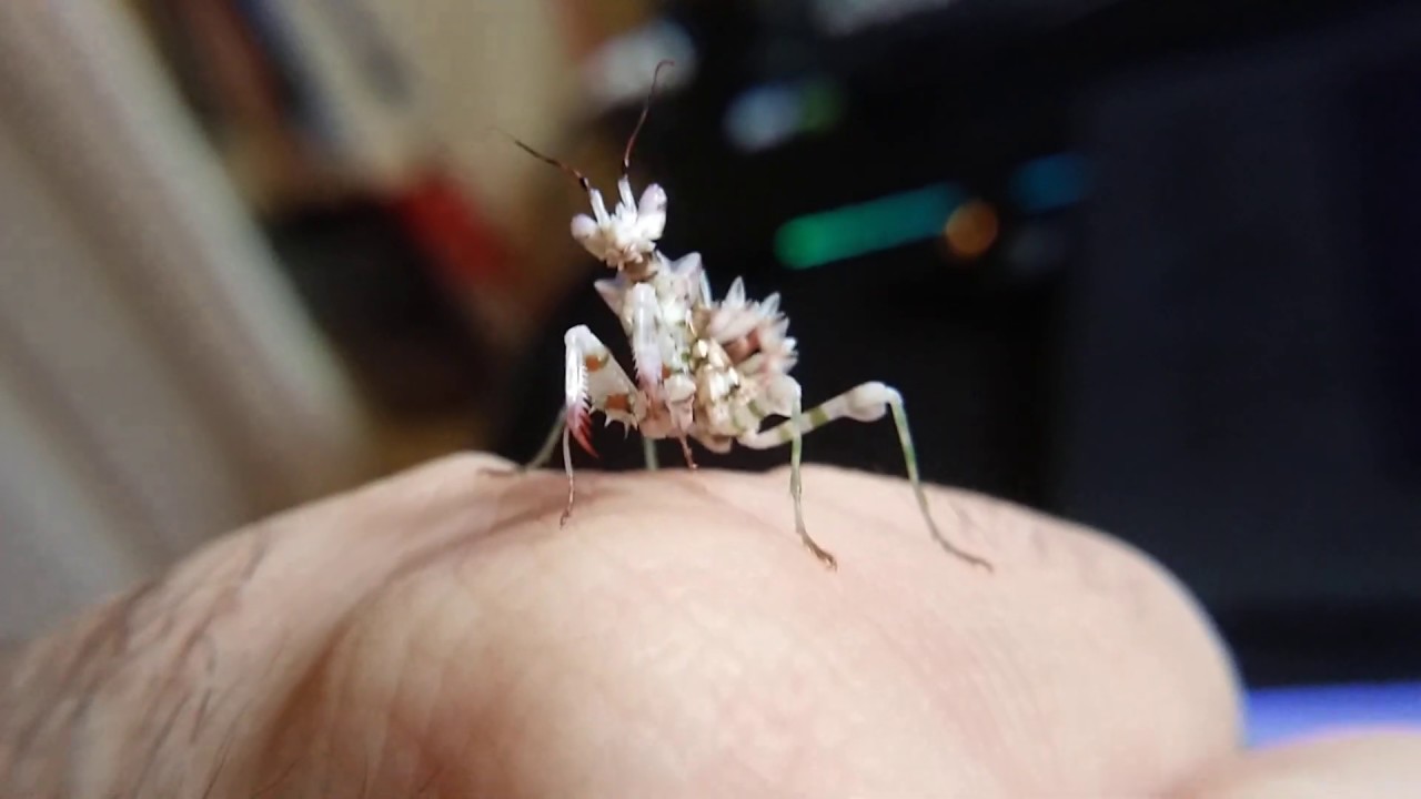 Spiny Flower Mantis close up 2 