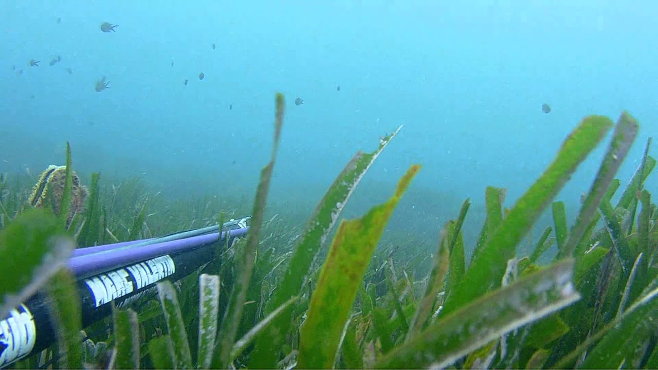 Procida Pescasub: Anemone e Marvizzi con arbalete Marc Valentin 100