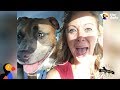 Pit Bull Dog Screams Like A Person When He's Happy  The ...