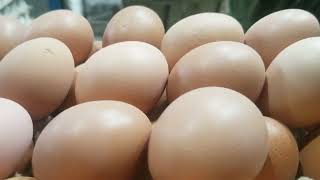Egg Rate  Karachi |  Today Egg Rates in Karachi  | Hello Views