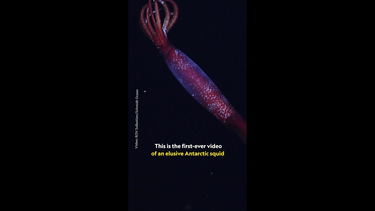 Film backdrop image for The first sighting of an Antarctic gonate squid PerpetualPlanet (2025)