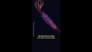 The first sighting of an Antarctic gonate squid #PerpetualPlanet