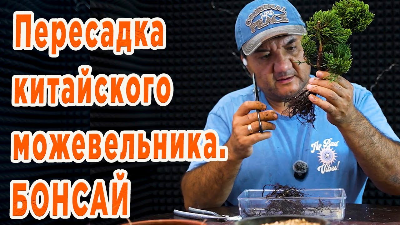 Пересадка Китайского можевельника.