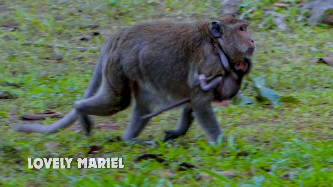 Oh no... Newborn baby monkey Mariel just born but my mum not hold her like this? Queen Maria so lazy