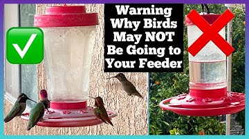 Warning on Hummingbirds 🐦 NOT using Your Hummingbird Feeder Weather/Reasons KNOW the Nectar Recipe