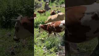 Bingöl Adaklı Şehit Çesmesi .. Cennet Gibi Tavsiye Edilir