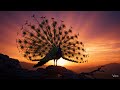 Beautiful But Deadly? What Peacocks Really Hunt