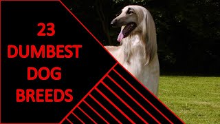 23 DUMBEST DOG BREEDS YOU SHOULD KNOW