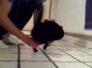 Cat tackle extremely hilarious funny