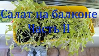 Выращивание салата на балконе. Итоги. Выращивание салата на балконе. Итоги.