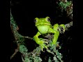 Sapos y Ranas en la Reserva Parque Natural de la Ciudad - Salta, Argentina