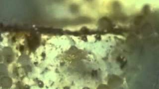 Strobilation Of Mastigias Papua