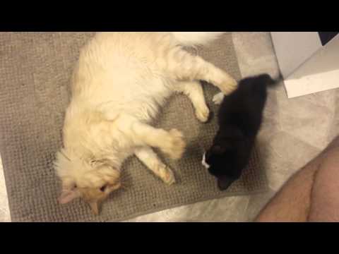 Wie man eine Katze Kampf brechen