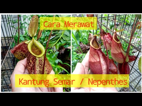Cara Merawat Tanaman Karnivora Kantung Semar (Basic Care Nepenthes)