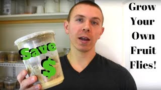 How To Culture Fruit Flies