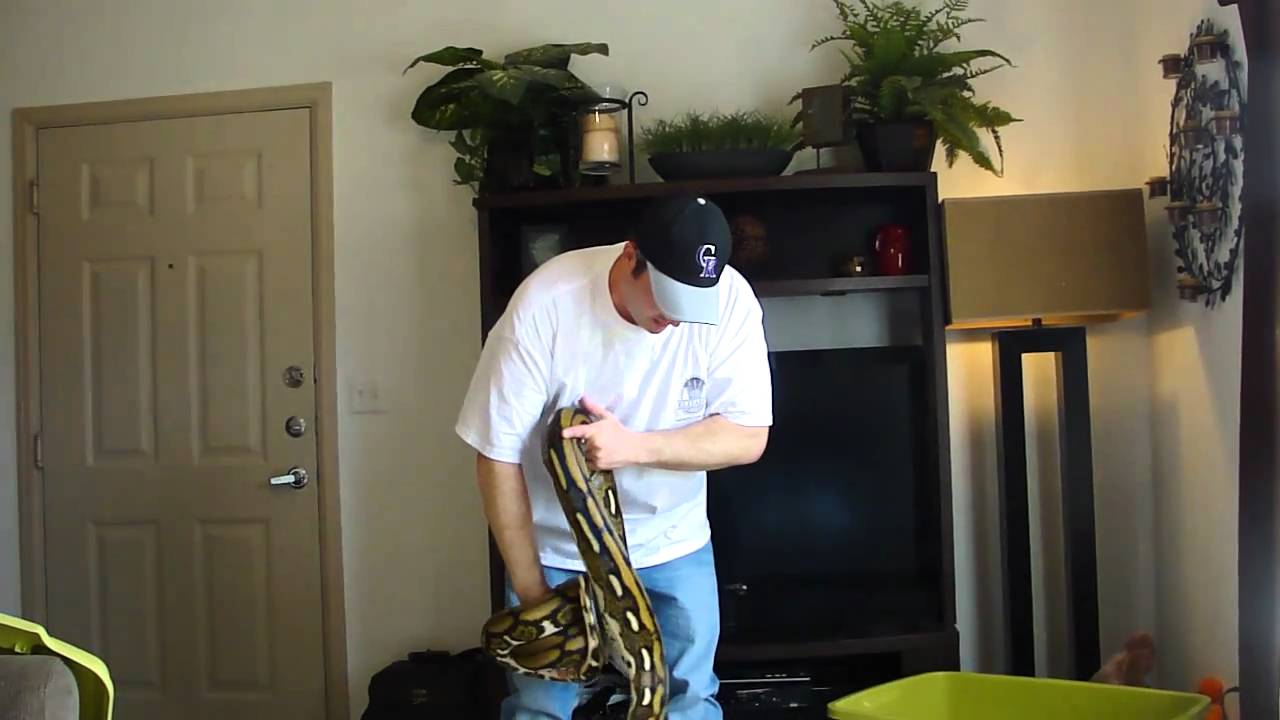 reticulated definition A Visit With Arnold 3-20-2011 part 2 of 2