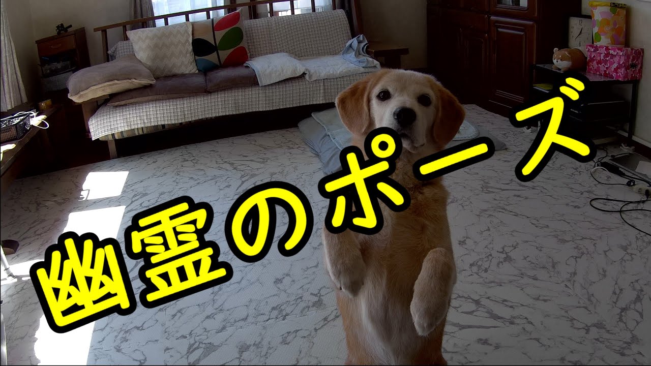 犬幽霊のポーズ 撃たれて死んで うらめしや Youtube