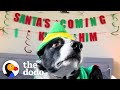 Dog Insists On Watching &#39;Elf&#39; 50 Times | The Dodo