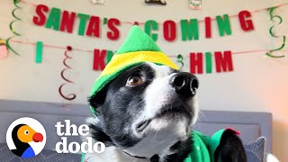 Dog Insists On Watching 'Elf' 50 Times | The Dodo by The Dodo 126,162 views 11 days ago 3 minutes, 1 second