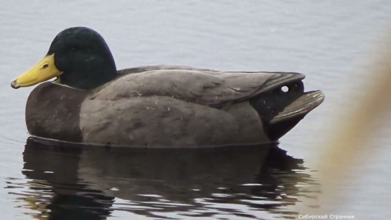 Там не было людей. Стрелял так, аж ствол нагрелся.Охота в Сибири.