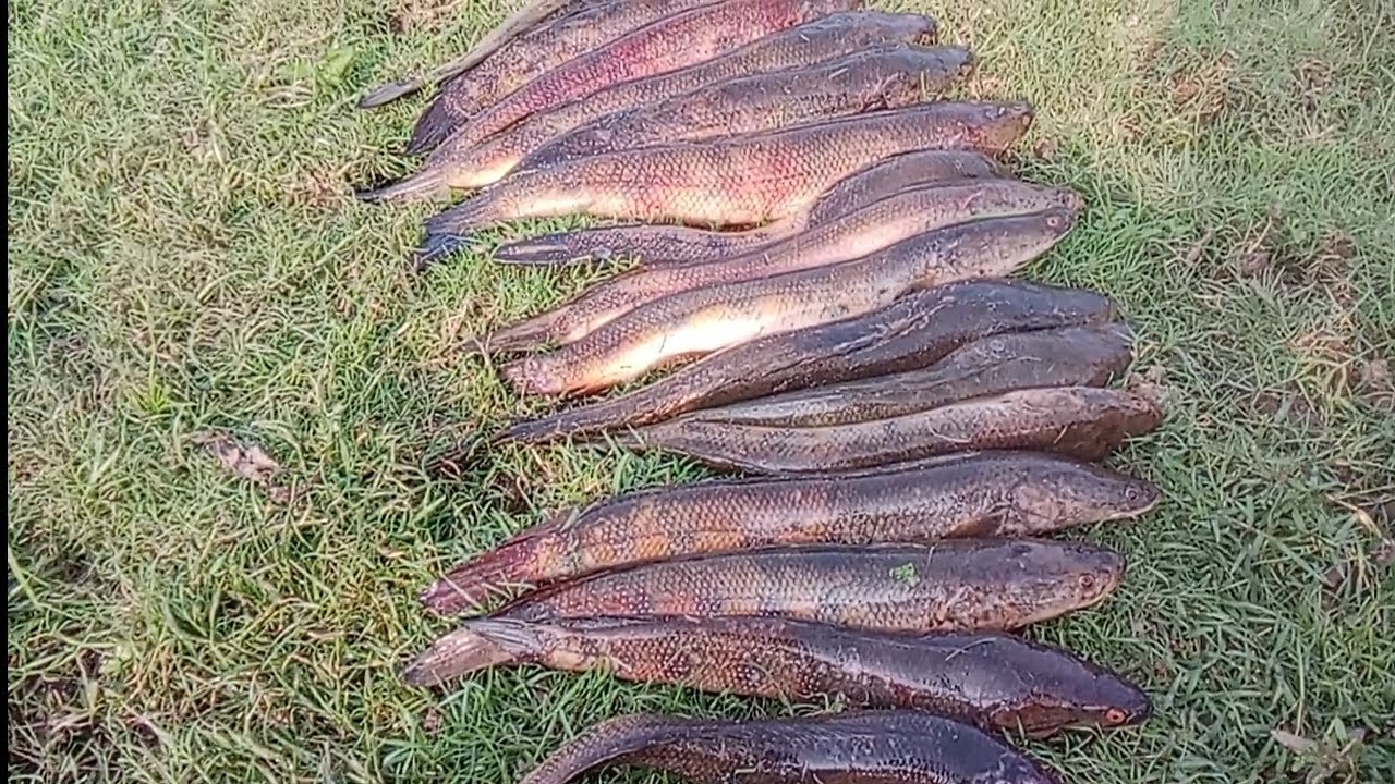 Behtarin size naked marl fish mendhak ki ho gai maut #fishing #fish #snakehead