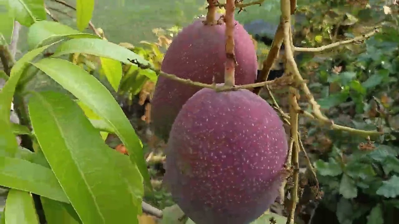 4 มีนาคม ค.ศ. 2026