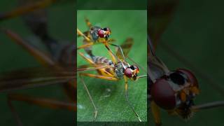 EP.27 Stilt-legged Flys.