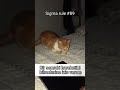 BİR SONRAKİ HAREKETİNİ BİLMELERİNE İZİN VERME ! #shorts