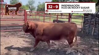 Rancho El Porvenir Beefmaster - Venta de toretes