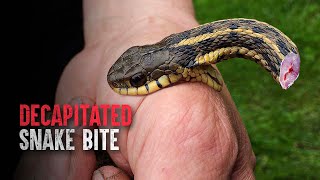 How Did This Rattlesnake Deliver a Lethal Bite After Being Decapitated?