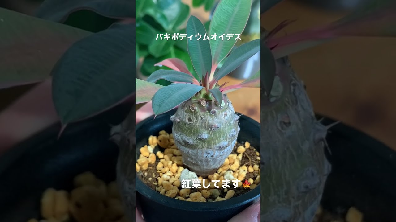 継ぎの方が勢いがあっていいな Euphorbia cv. TOM #euphorbia cv