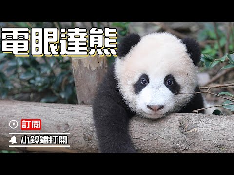 《熊貓主題趴》電眼達熊！一個眼神讓你愛上我 | iPanda熊貓頻道
