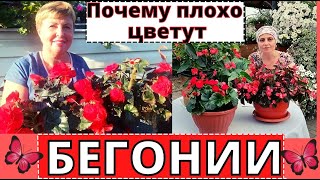 видео: БЕГОНИИ почему плохо цвели в этом году? Готовимся с Анастасией к эксперименту картинка: БЕГОНИИ почему плохо цвели в этом году? Готовимся с Анастасией к эксперименту
