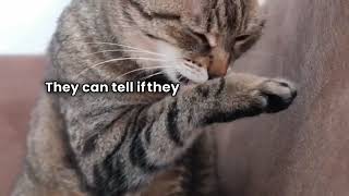 Mind Blowing Cat Facts You Never Knew |  Amazing Facts   | Cats Video   | Animal  Fact Videos by I See 10 views 1 month ago 1 minute, 2 seconds