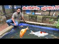 കുളത്തിലെ മീനുകൾ ചത്തു തുടങ്ങി | Why Koi Carps Died ???