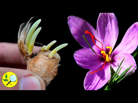 Video: Cultivo de bulbos de azafrán - ¿Cuál es el mejor momento para plantar un azafrán?