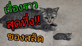 เรื่องราวสุดทึ่ง!! ของสลิด #Koptenvlog #ทาสแมว #สลิด #แมวสลิด #cutecat #cats#อาจานวีเคลมแมว