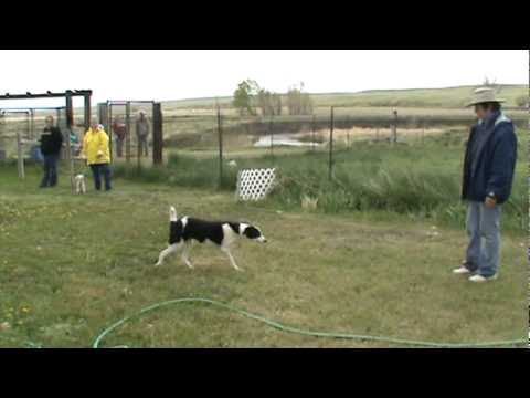 May 2010 Susan Overfield BOSS Dog Training Clinic-...