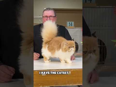 Persian Kitten.