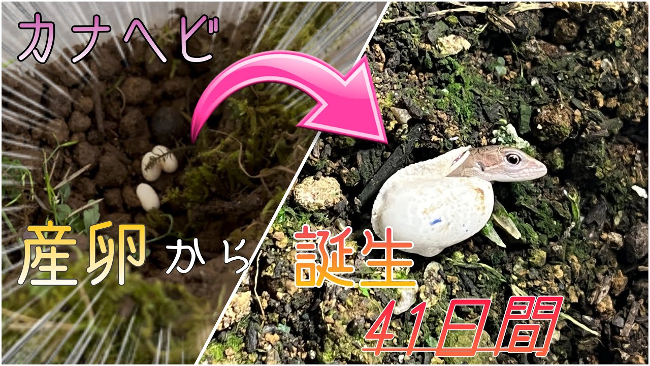 【続編】カナヘビ産卵日記〜産卵から孵化までの41日間〜可愛い赤ちゃん♡