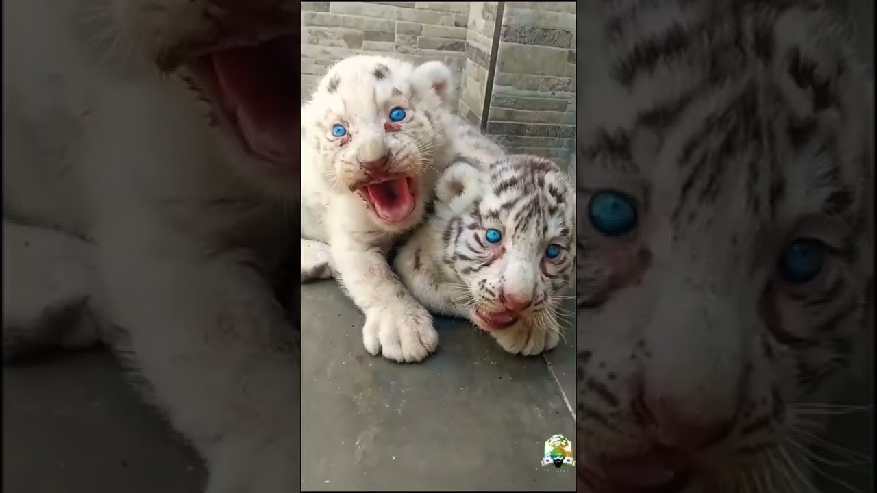 #สัตว์น่ารัก #สัตว์ตลกๆ  #น่ารักๆ  #shorts