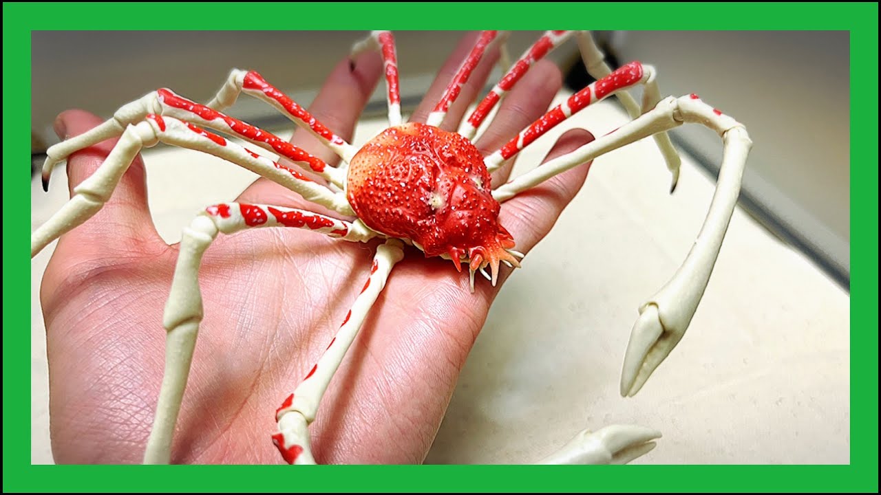 250mm in length! The gigantic spider crab has become a super cool