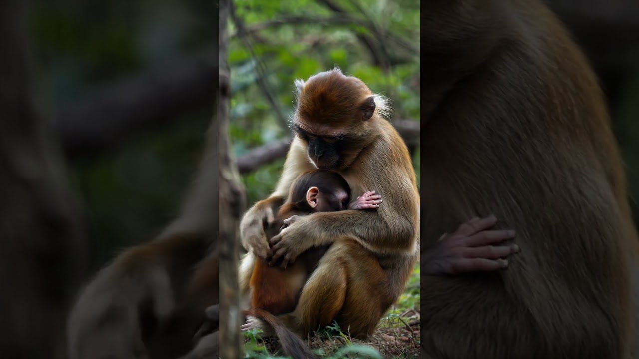 Monkey family love ❤️ 