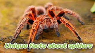 unique facts about spiders