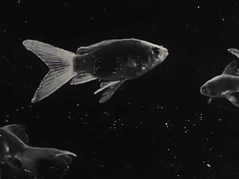 在 YouTube 上观看 Pufferfish by NORUZ (Music Video)
