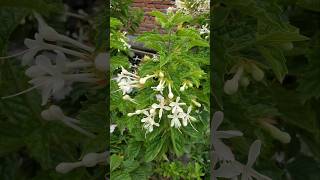 Download Lagu KEMBANG BUGANG ‼️ Clerodendrum calamitosum #kembangbugang #Clerodendrumcalamitosum #clerodendrum MP3