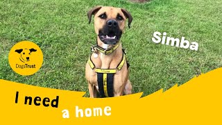 Simba The Super Staffie Cross Dogs Trust Salisbury