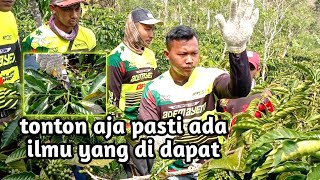 begini loh cara merapikan batang kopi biar bagus