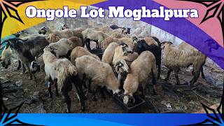 Big Size Ongole Sheep Lot Available In Moghalpura | Qurbani Ke Bade Janwar 2026 | Hyderabad 